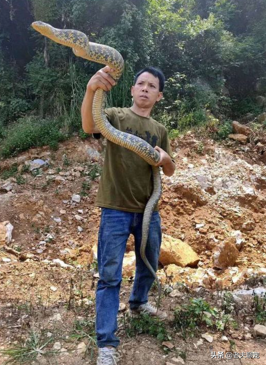 无毒蛇就是弱蛇？蛇界煞星无毒的“臭屁王”——王锦蛇