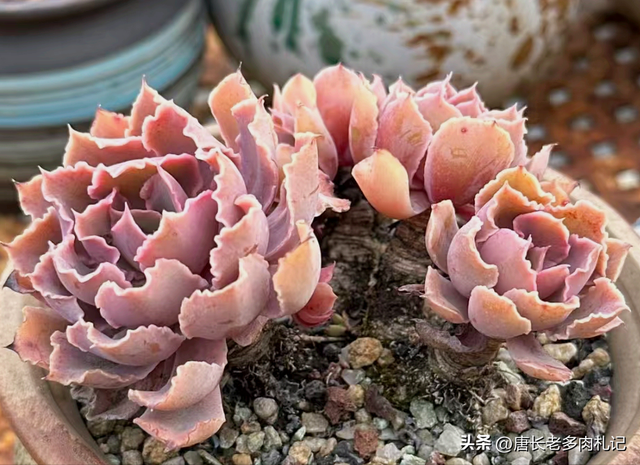 喜欢和沙漠之星一样带“小波浪”的多肉？跟它类似的品种还有8种