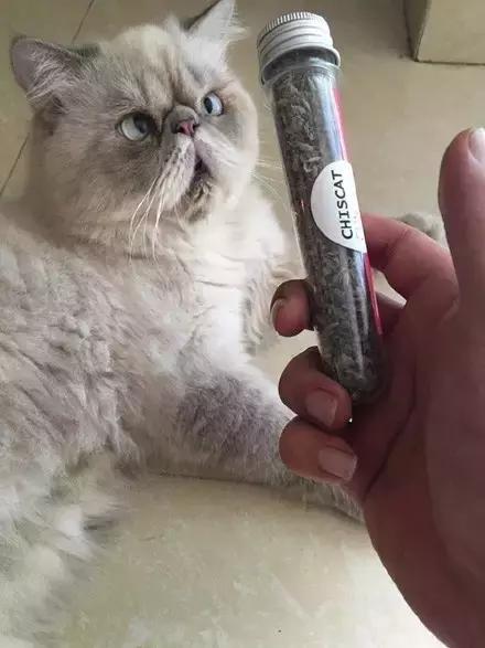 当主人拿出猫薄荷让猫咪闻了闻之后，猫咪的反应，哈，好喷饭