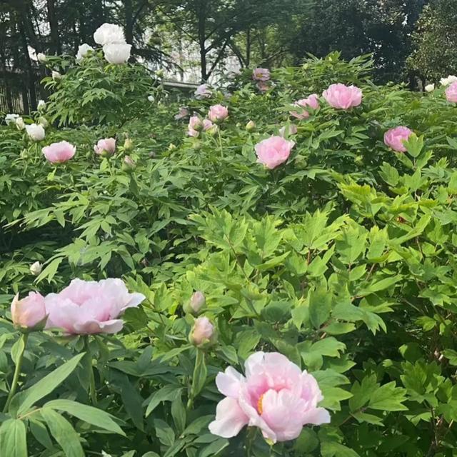 上联:淡云休挡如钩月,求下联!古风五首