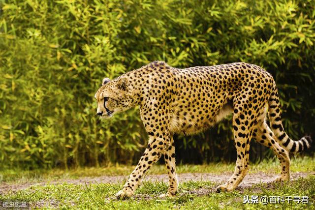 跑得再快也逃不过灭绝的威胁，浅谈“短跑之王”猎豹的历史与现状