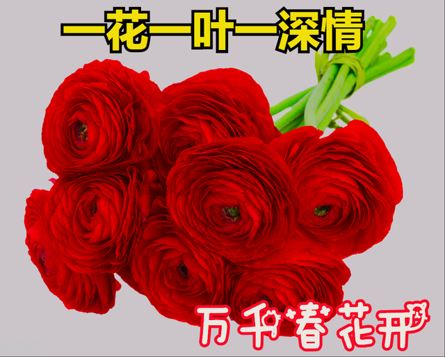 一花一叶最深情,万千春光花满园,花开惊艳时光,花香温柔岁月