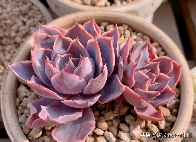 喜欢和沙漠之星一样带“小波浪”的多肉？跟它类似的品种还有8种