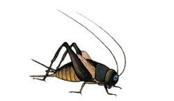 “一嘴可能就2万”,说说这种古今身价不菲的“秋虫”丨斗蛐蛐极简史