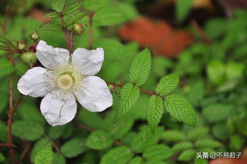 囧妈片尾曲《红莓花儿开》是什么花?它就在你身边只是叫法不一样