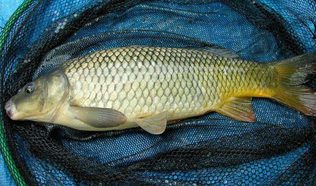 爱吃鲤鱼的一定要收藏,教你6种鲤鱼的家常做法,好吃又健康