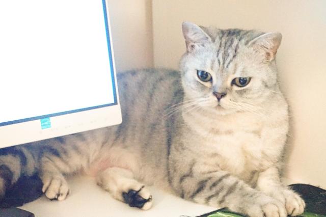 遇到一只农民揣的猫咪怎么办？盘它