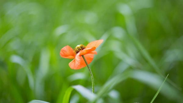 深情不及久伴,厚爱无需多言