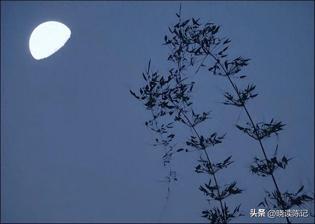 竹联荟萃‖竹枝影瘦横残月