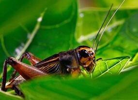 “一嘴可能就2万”,说说这种古今身价不菲的“秋虫”丨斗蛐蛐极简史