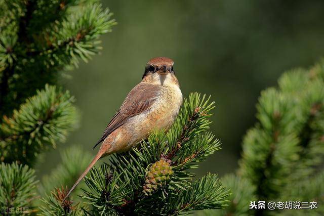 俗语：“家富不养‘老相好’，家贫不挨‘青笛嫂’”，是啥意思？