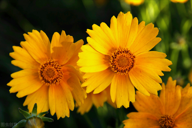 一花一叶最深情,万千春光花满园,花开惊艳时光,花香温柔岁月