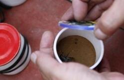 “一嘴可能就2万”,说说这种古今身价不菲的“秋虫”丨斗蛐蛐极简史