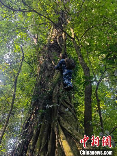 云南德宏发现壮丽含笑植株 解开植物学界百年谜团