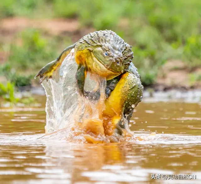 非洲牛蛙——大自然的超级猛蛙