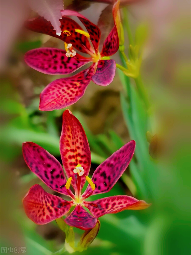 一花一叶最深情,万千春光花满园,花开惊艳时光,花香温柔岁月