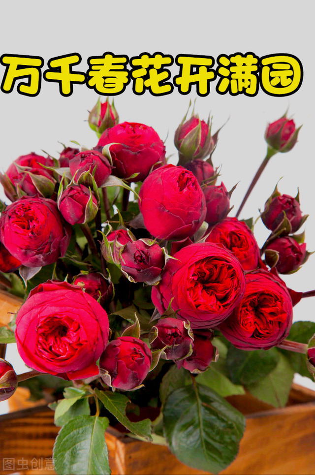 一花一叶最深情,万千春光花满园,花开惊艳时光,花香温柔岁月