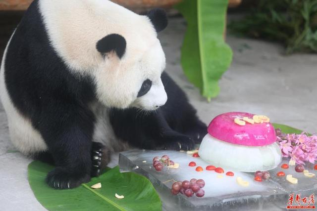 熊猫“青青”六岁啦!长沙生态动物园给它庆生