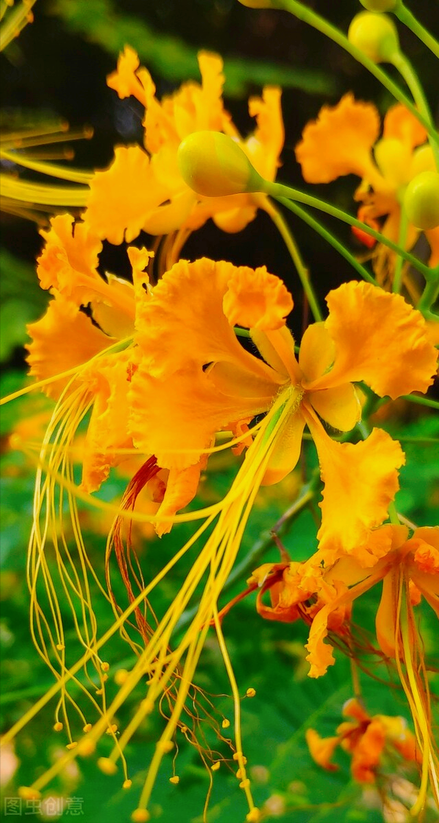 一花一叶最深情,万千春光花满园,花开惊艳时光,花香温柔岁月