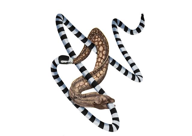 为什么说“蛇吃黄鳝是找死”?如果蛇吃了黄鳝,真的会死吗?