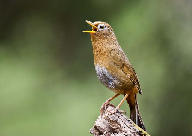 民间故事：漂亮媳妇