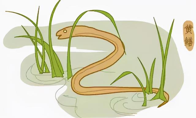 为什么说“蛇吃黄鳝是找死”?如果蛇吃了黄鳝,真的会死吗?