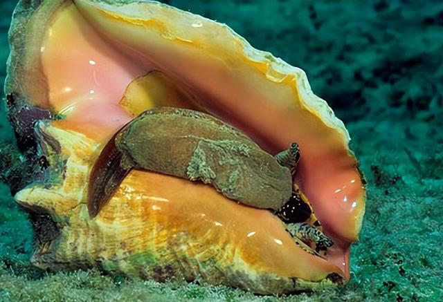 广州查获巨型女王凤凰螺，内藏珍珠曾卖2400万，至今不能人工养殖