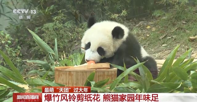 最萌“天团”欢喜过大年 请查收这份福气满满的新年祝福