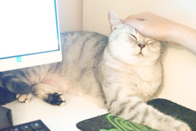 遇到一只农民揣的猫咪怎么办？盘它