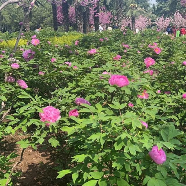 上联:淡云休挡如钩月,求下联!古风五首