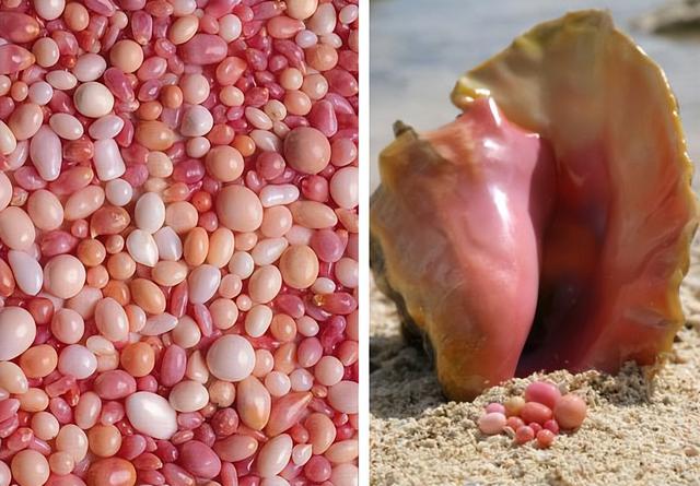 广州查获巨型女王凤凰螺，内藏珍珠曾卖2400万，至今不能人工养殖