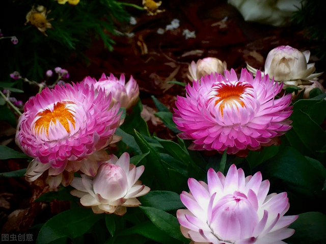 一花一叶最深情,万千春光花满园,花开惊艳时光,花香温柔岁月