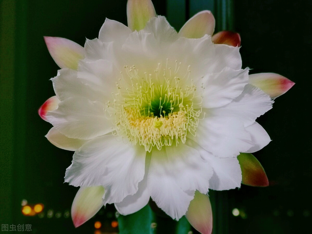 一花一叶最深情,万千春光花满园,花开惊艳时光,花香温柔岁月