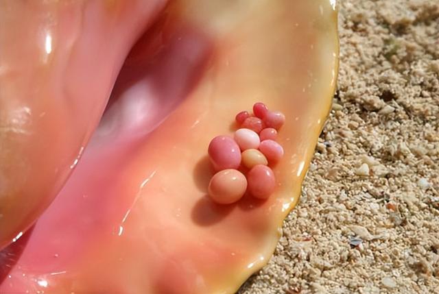 广州查获巨型女王凤凰螺，内藏珍珠曾卖2400万，至今不能人工养殖