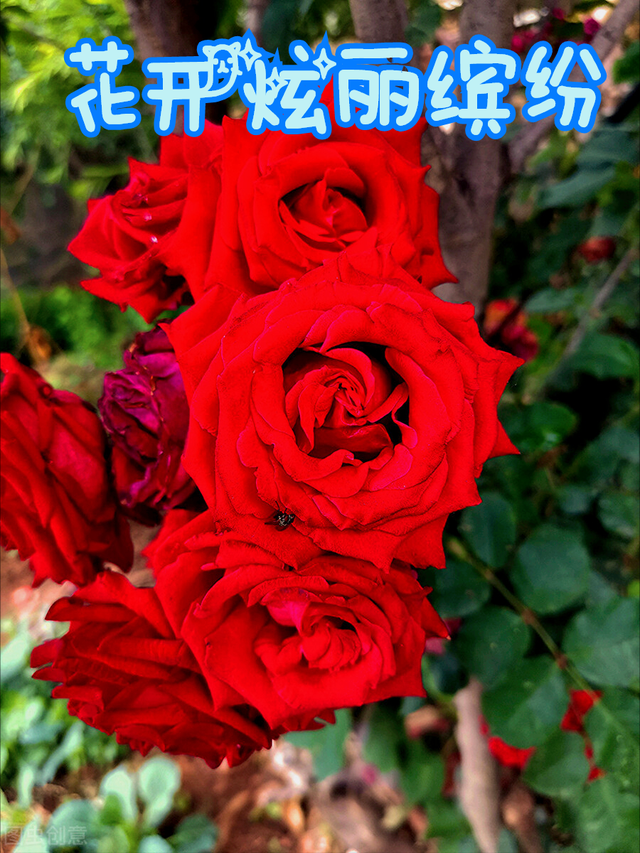 一花一叶最深情,万千春光花满园,花开惊艳时光,花香温柔岁月