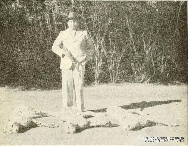 跑得再快也逃不过灭绝的威胁，浅谈“短跑之王”猎豹的历史与现状