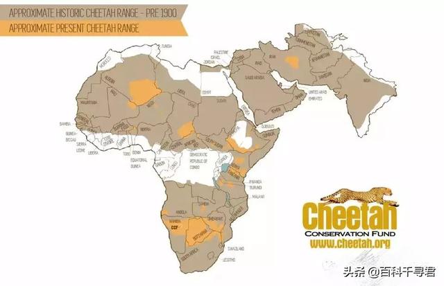 跑得再快也逃不过灭绝的威胁，浅谈“短跑之王”猎豹的历史与现状