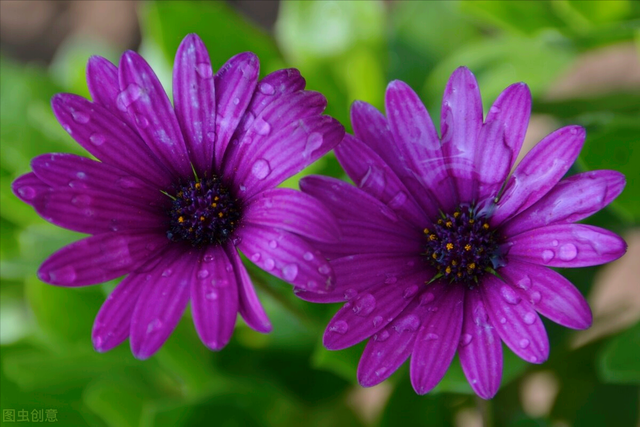 一花一叶最深情,万千春光花满园,花开惊艳时光,花香温柔岁月