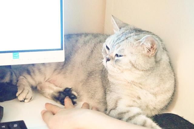 遇到一只农民揣的猫咪怎么办？盘它