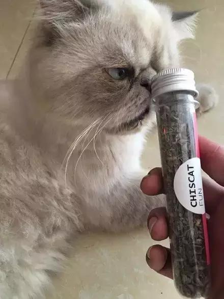 当主人拿出猫薄荷让猫咪闻了闻之后，猫咪的反应，哈，好喷饭