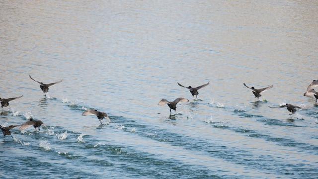 候鸟“落户”湿地公园 河南襄城绘就和谐生态画卷