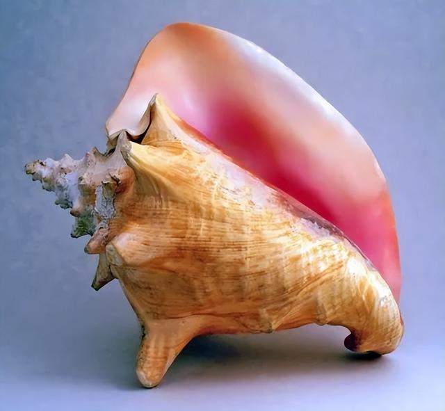 广州查获巨型女王凤凰螺，内藏珍珠曾卖2400万，至今不能人工养殖