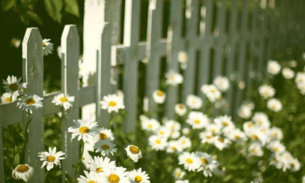 深情不及久伴,厚爱无需多言