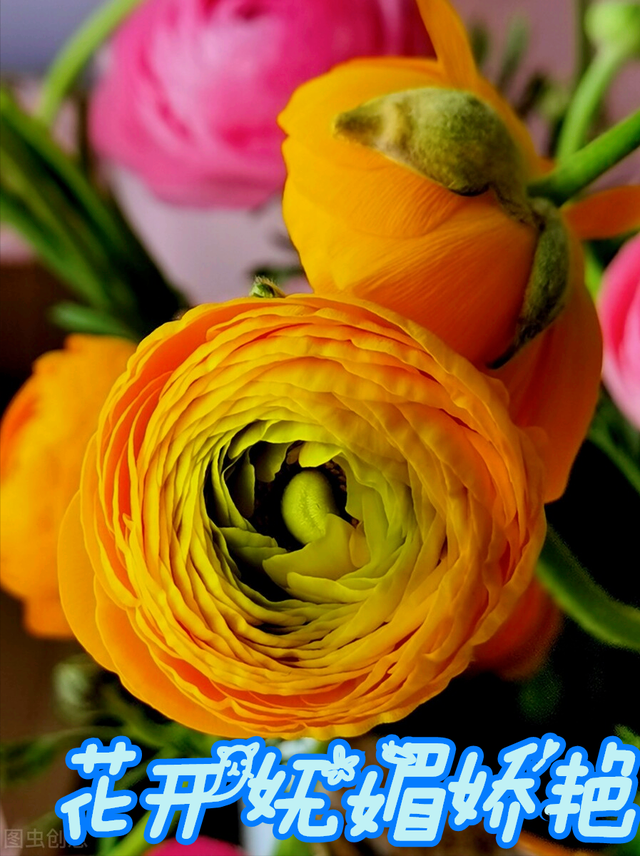 一花一叶最深情,万千春光花满园,花开惊艳时光,花香温柔岁月