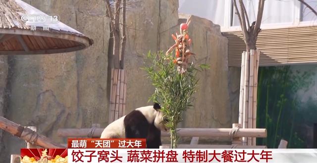 最萌“天团”欢喜过大年 请查收这份福气满满的新年祝福