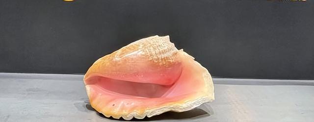 广州查获巨型女王凤凰螺，内藏珍珠曾卖2400万，至今不能人工养殖