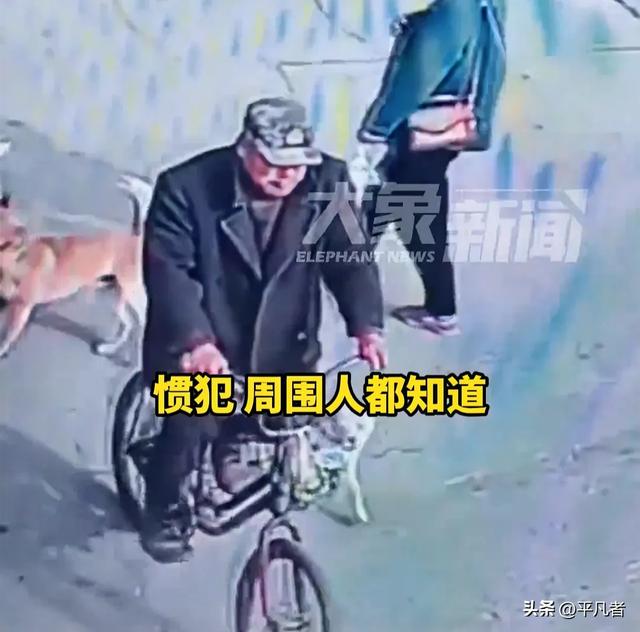 离谱!大爷利用母狗发情期勾引公狗后吃掉,网友:色字头上一把刀