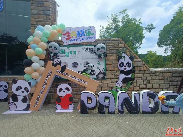 熊猫“青青”六岁啦!长沙生态动物园给它庆生