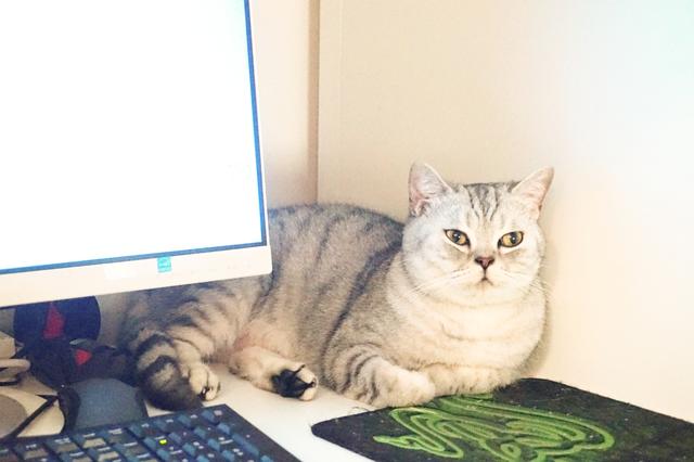 遇到一只农民揣的猫咪怎么办？盘它