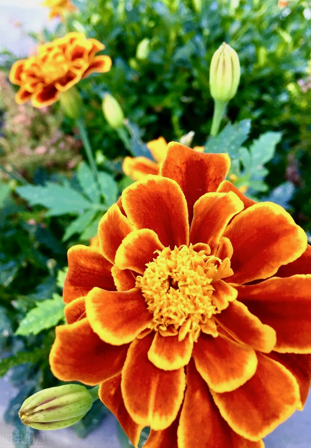 一花一叶最深情,万千春光花满园,花开惊艳时光,花香温柔岁月